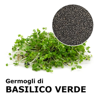 Semi da germoglio - Basilico verde Zena