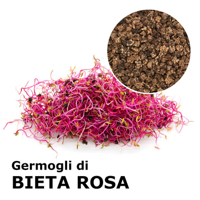 Semi da germoglio - Bieta rosa Coral