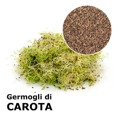 Semi da germoglio - Carota Peline