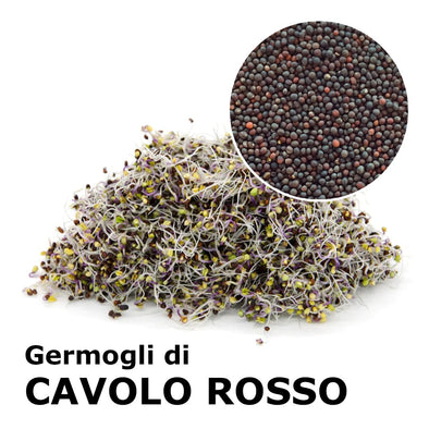 Semi da germoglio - Cavolo rosso Marte