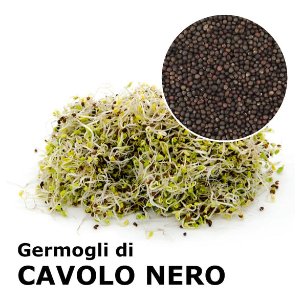 Semi da germoglio - Cavolo nero di Toscana Salus