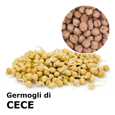 Semi da germoglio - Cece Magno