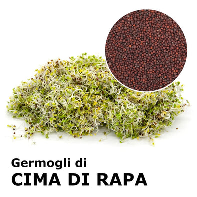 Semi da germoglio - Cima di rapa Murge