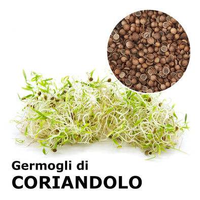 Semi da germoglio - Coriandolo Split Giano