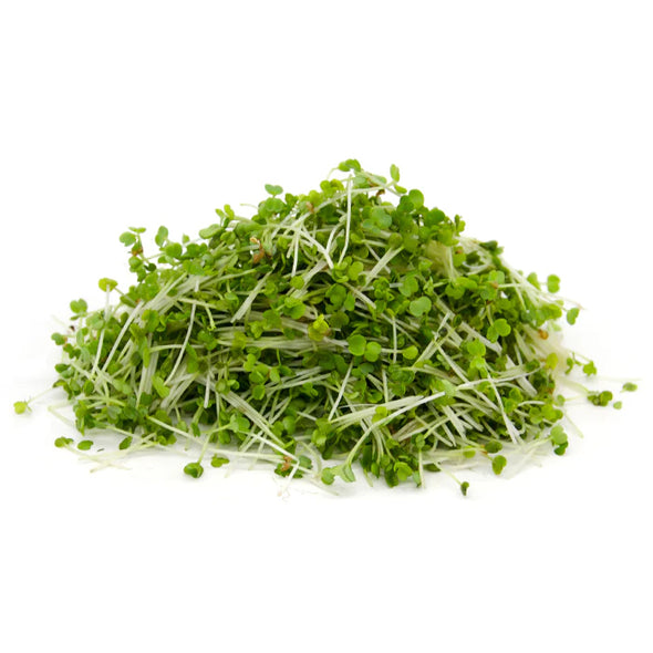 Germination kit Mida