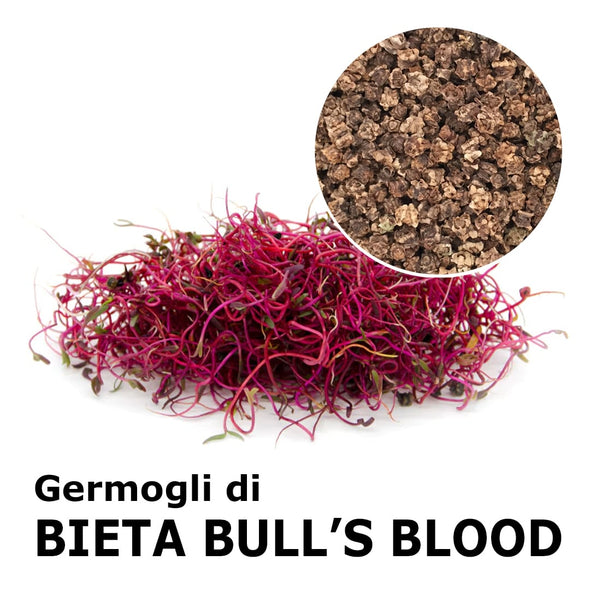 Semi da germoglio - Bieta Bull’s Blood Granada