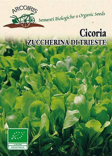 Semi da orto bio - Cicoria Zuccherina di Trieste