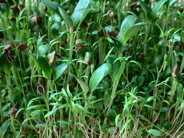 Semi per Microgreens - Mix salute Horus