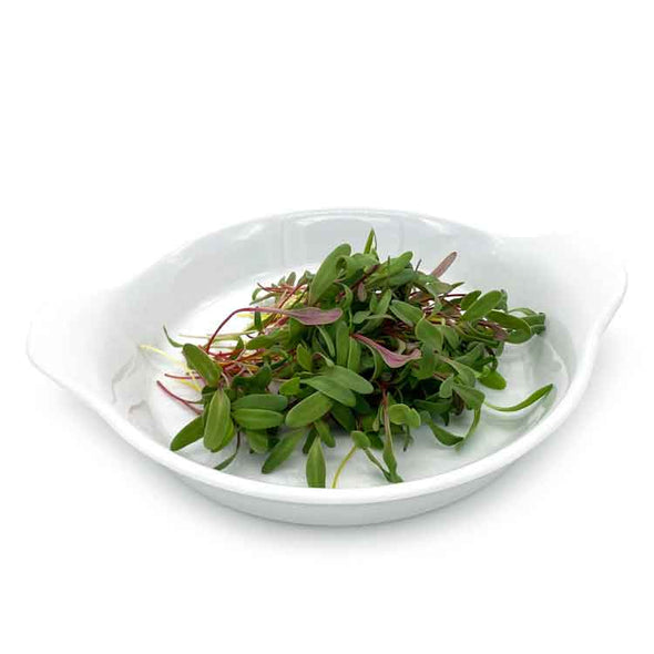 Semi per microgreens - Mix di biete Rainbow