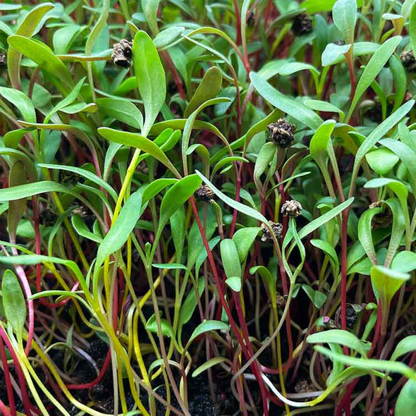 Semi per microgreens - Mix di biete Rainbow
