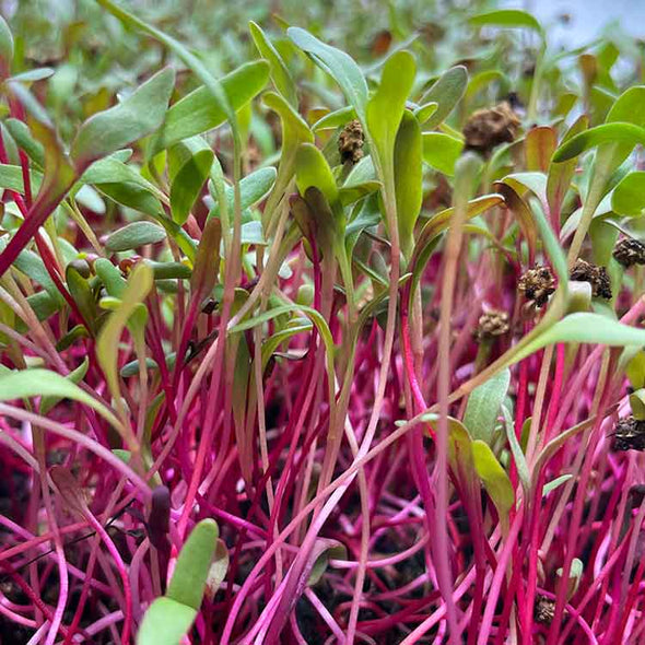 Semi per microgreens - Mix di biete Tea