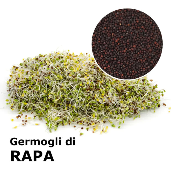 Semi da germoglio - Rapa Marshmallow