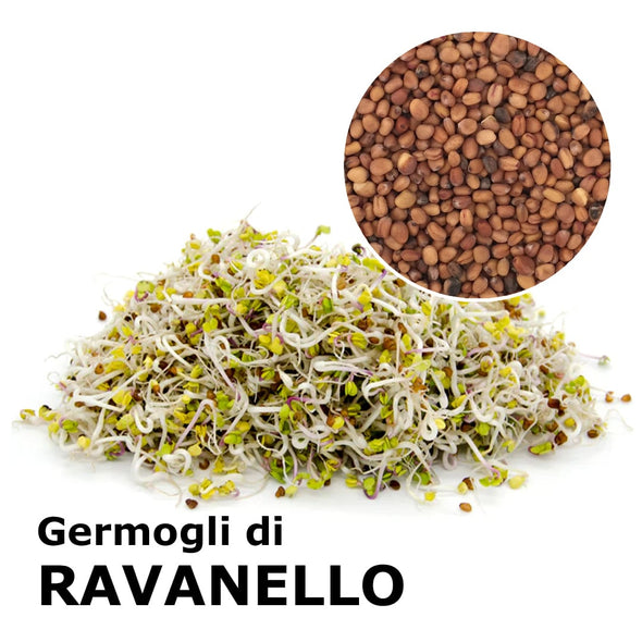 Semi da germoglio - Ravanello Red Rubin