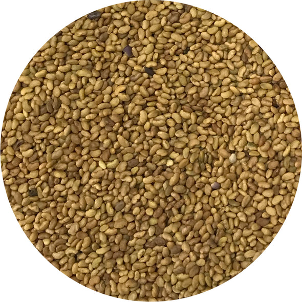 Sprouting seeds - Alfalfa Demetra