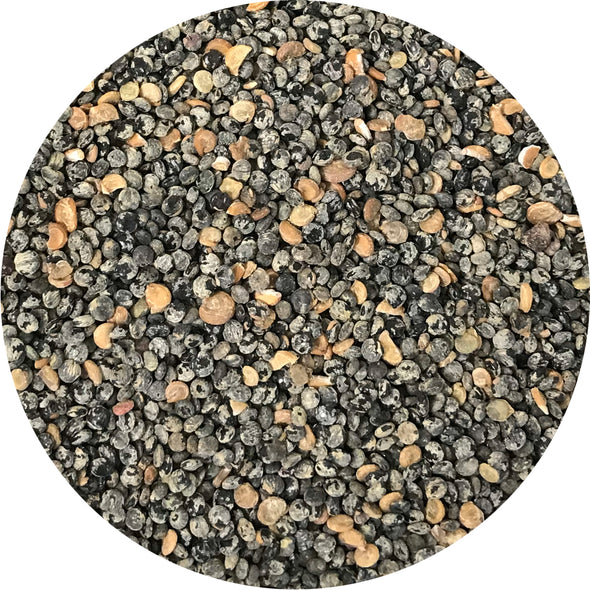 Semi per microgreens - Atriplice rosso (Spinacione) Grisù