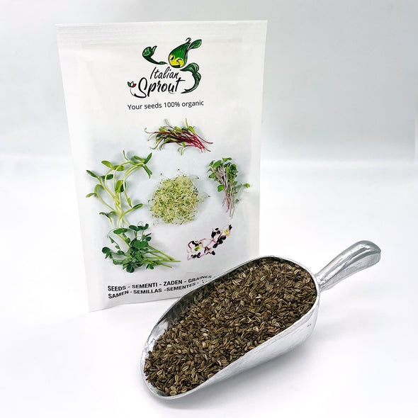 Semi per microgreens - Finocchio rosso Lupin