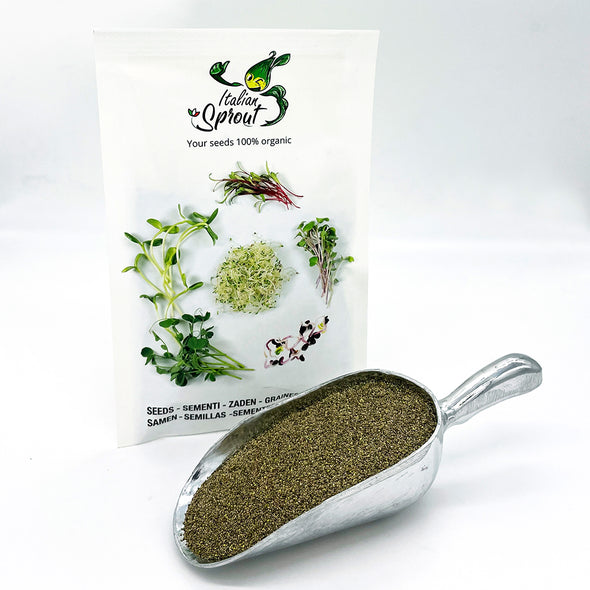 Microgreen seeds - Nettle Thor
