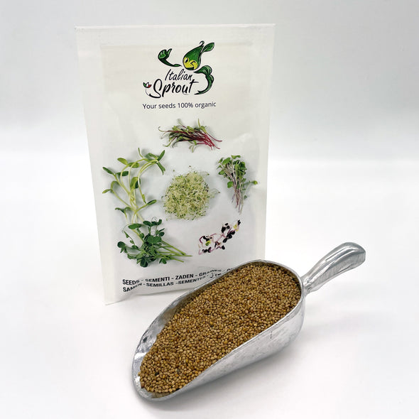 Sprouting seeds - Crimson clover Graal