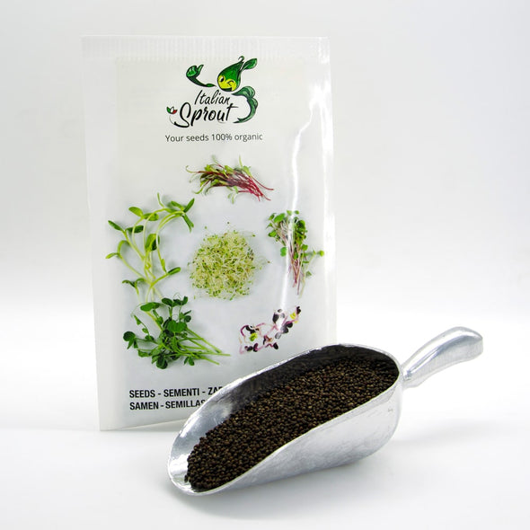 Sprouting seeds - Tuscany black kale Salus