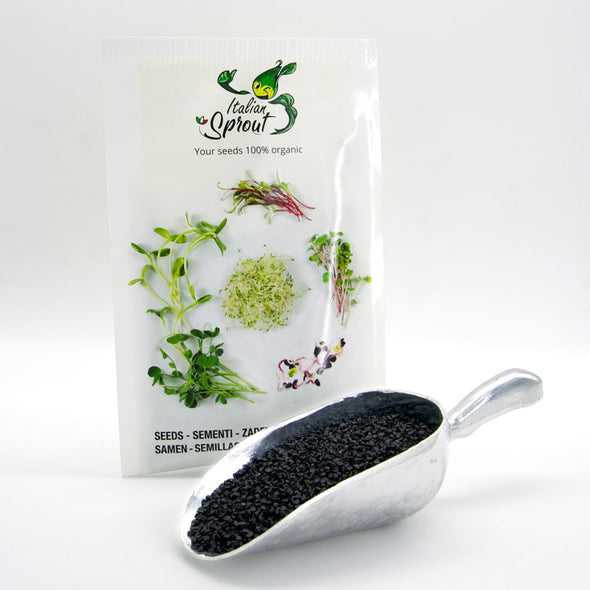 Microgreen seeds - Onion Pinga