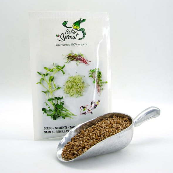 Sprouting seeds - Wheatgrass Incas