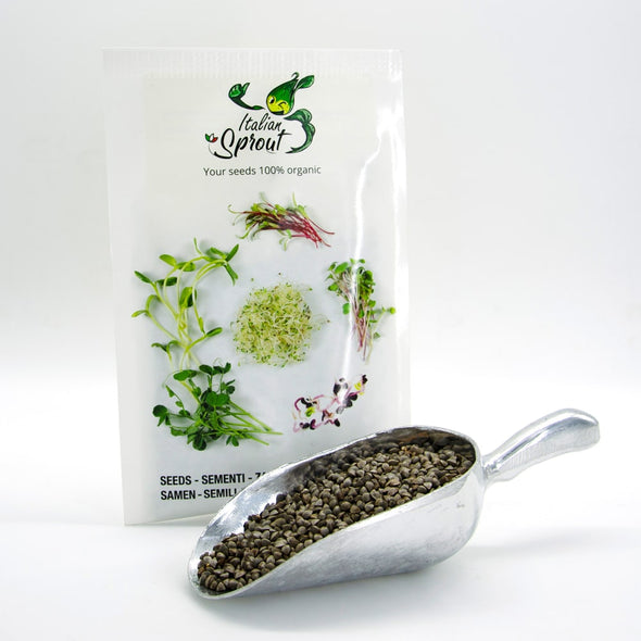Semi per microgreens - Grano Saraceno Sinai