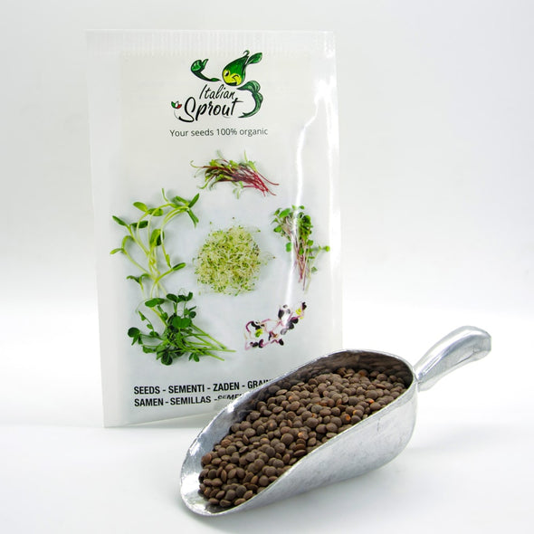 Sprouting seeds - Red lentils Maranello