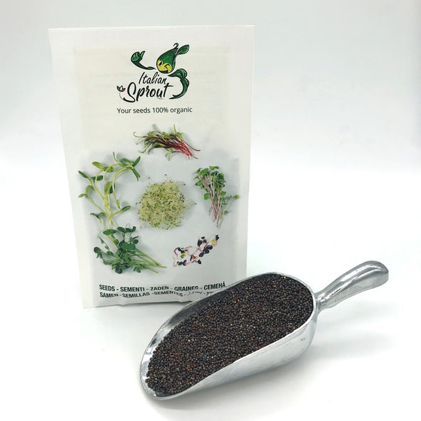 Microgreen seeds - Red pak choi Magia