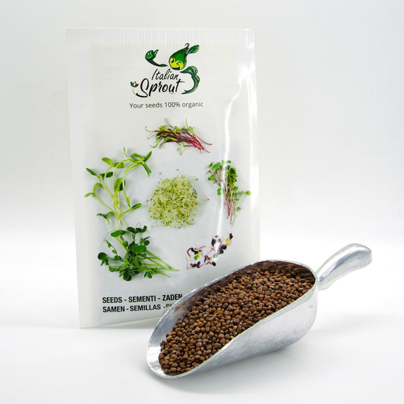 Sprouting seeds - China Rose radish