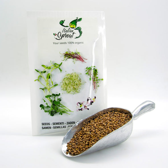 Sprouting seeds - Radish Red Rubin