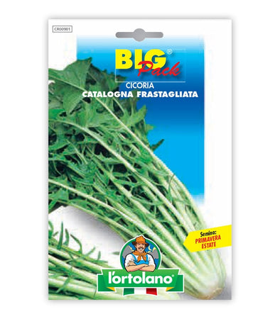 Chicory Catalogna Frastagliata