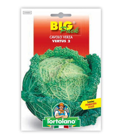 Savoy Cabbage Vertus 2