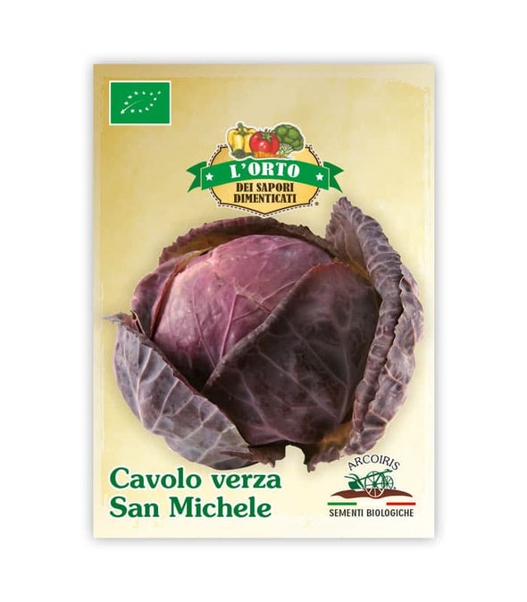 Cavolo verza San Michele - Italian Sprout