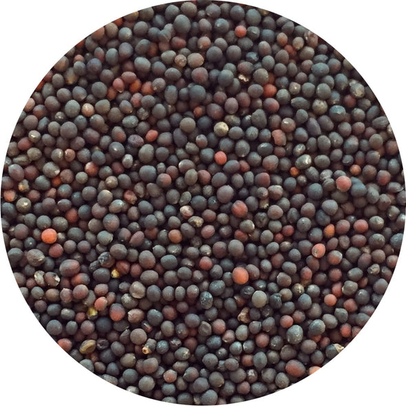 Microgreen seeds - Red cabbage Marte