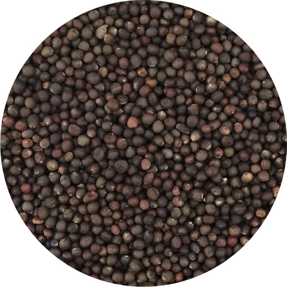 Microgreen seeds - Tuscany Kale black Salus