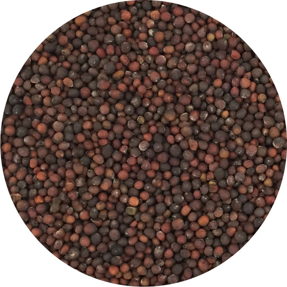 Semi per microgreens - Cavolo rapa rosso Bacco