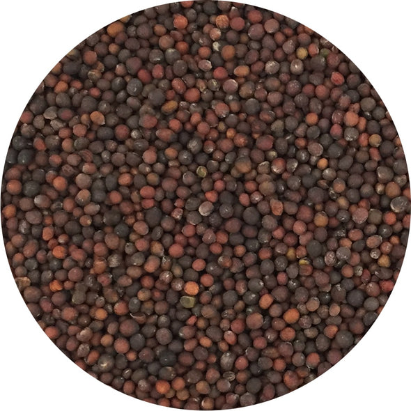 Semi da germoglio - Cavolo rapa rosso Bacco