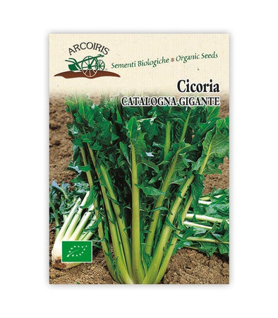 Cicoria Catalogna gigante - Italian Sprout
