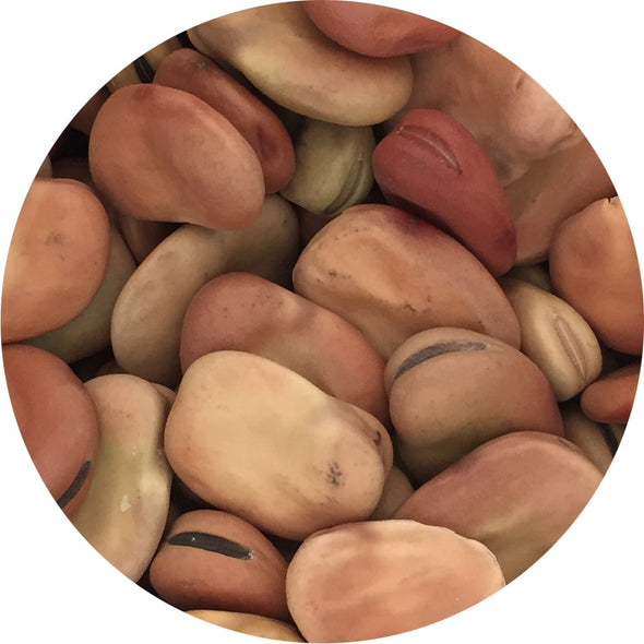 Sprouting seeds - Fava bean Giunone