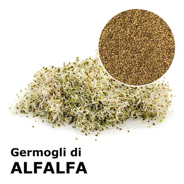 Semi da germoglio - Alfalfa (o Erba medica) Demetra