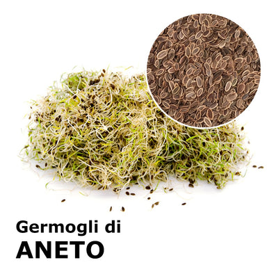 Semi da germoglio - Aneto Mistral