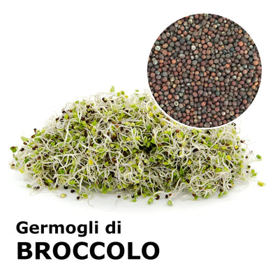 Sprouting seeds - Broccoli calabrese Sibari
