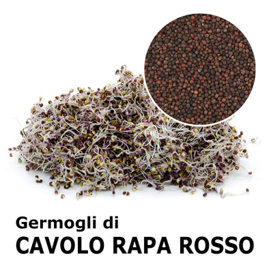 Semi da germoglio - Cavolo rapa rosso Bacco