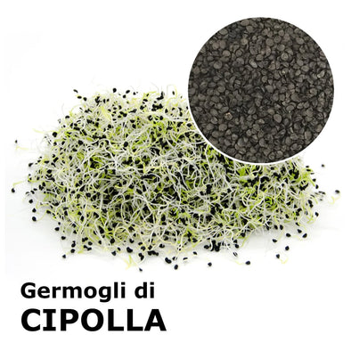 Semi da germoglio - Cipolla Pinga