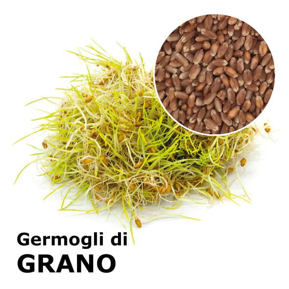 Semi da germoglio - Grano Incas