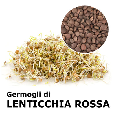 Semi da germoglio - Lenticchie rosse Maranello