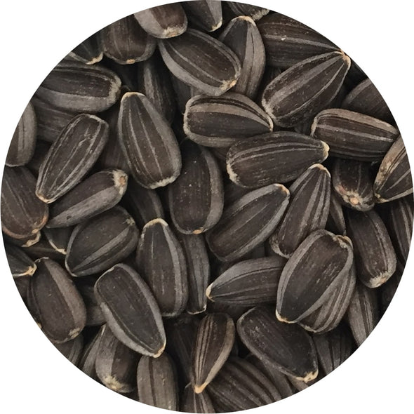 Microgreen seeds - Sunflower Ukko