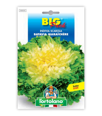 Orto seeds - Scarola Batavia Maraichere endive