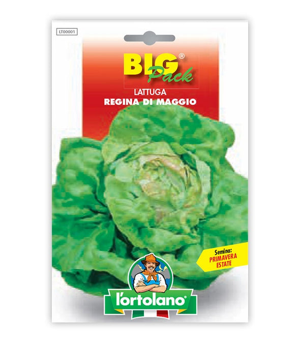 Lettuce Regina di Maggio