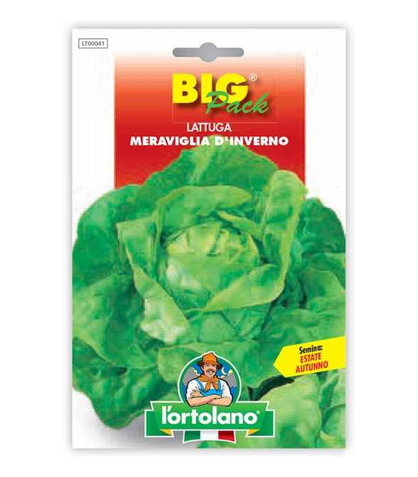 Lettuce Meraviglia d'Inverno